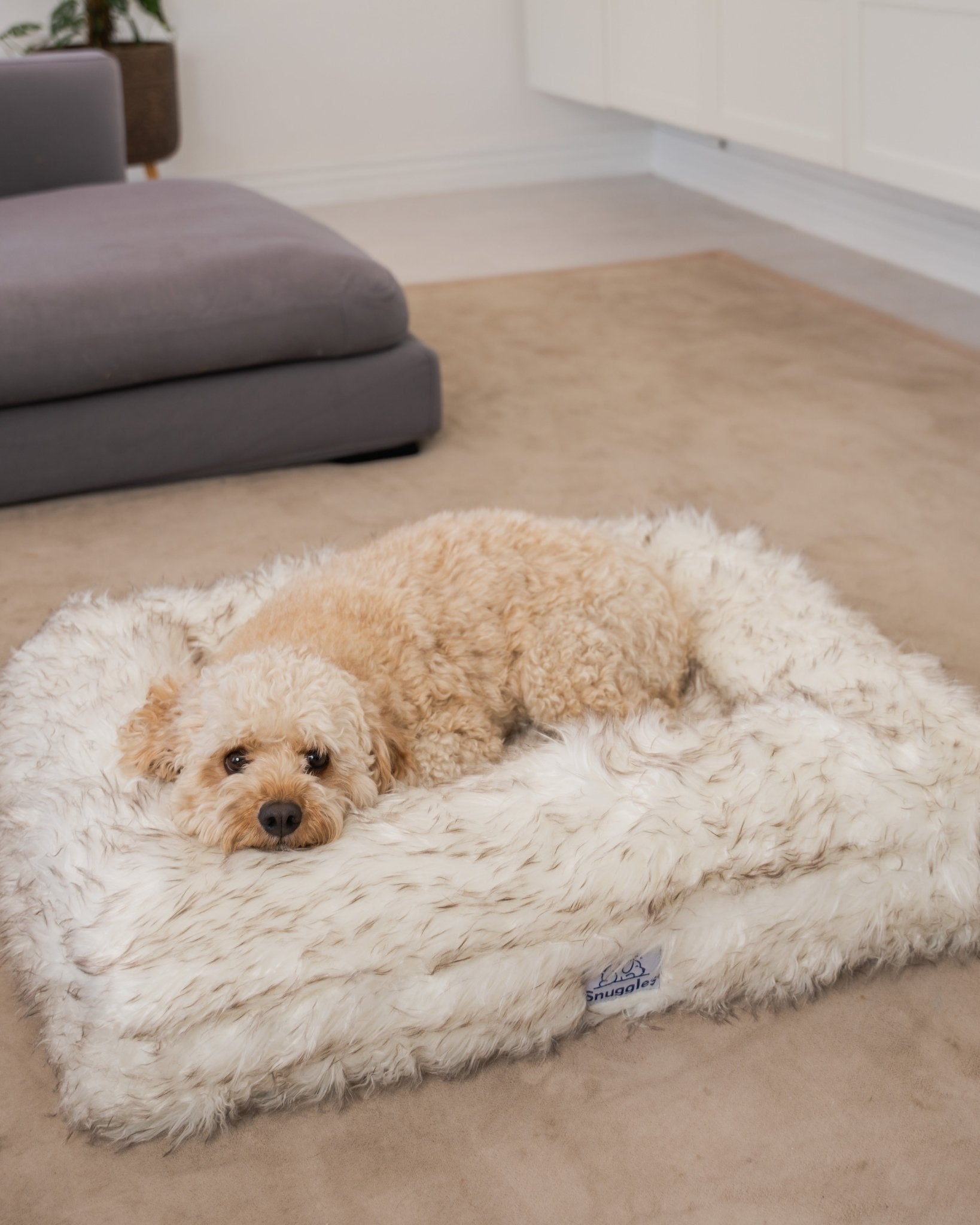 Snuggles Memory Foam Dog Bed - Snuggles Beds