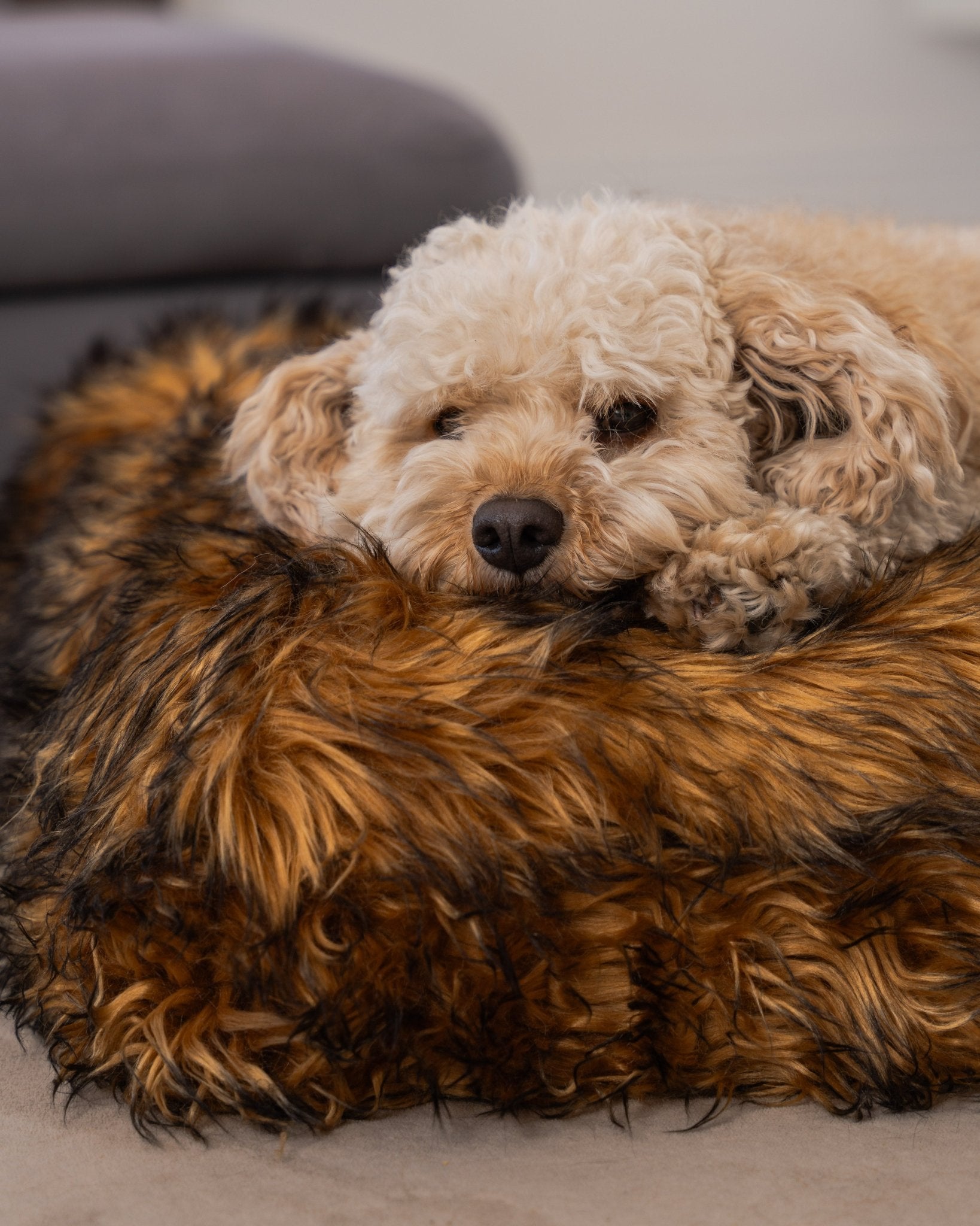 Snuggles Memory Foam Dog Bed - Snuggles Beds