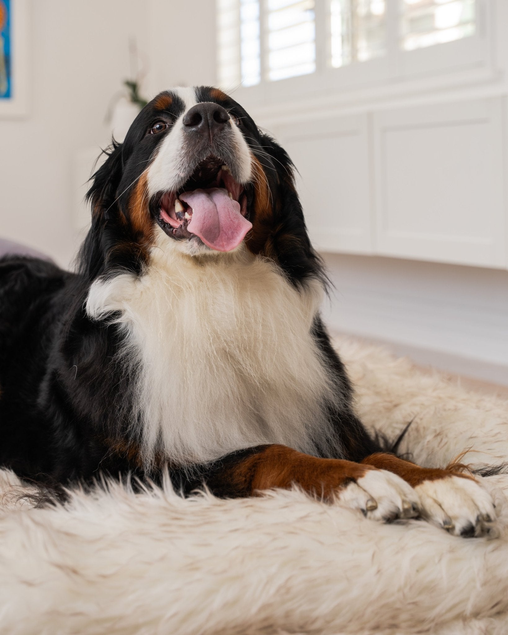 Snuggles Memory Foam Dog Bed - Snuggles Beds