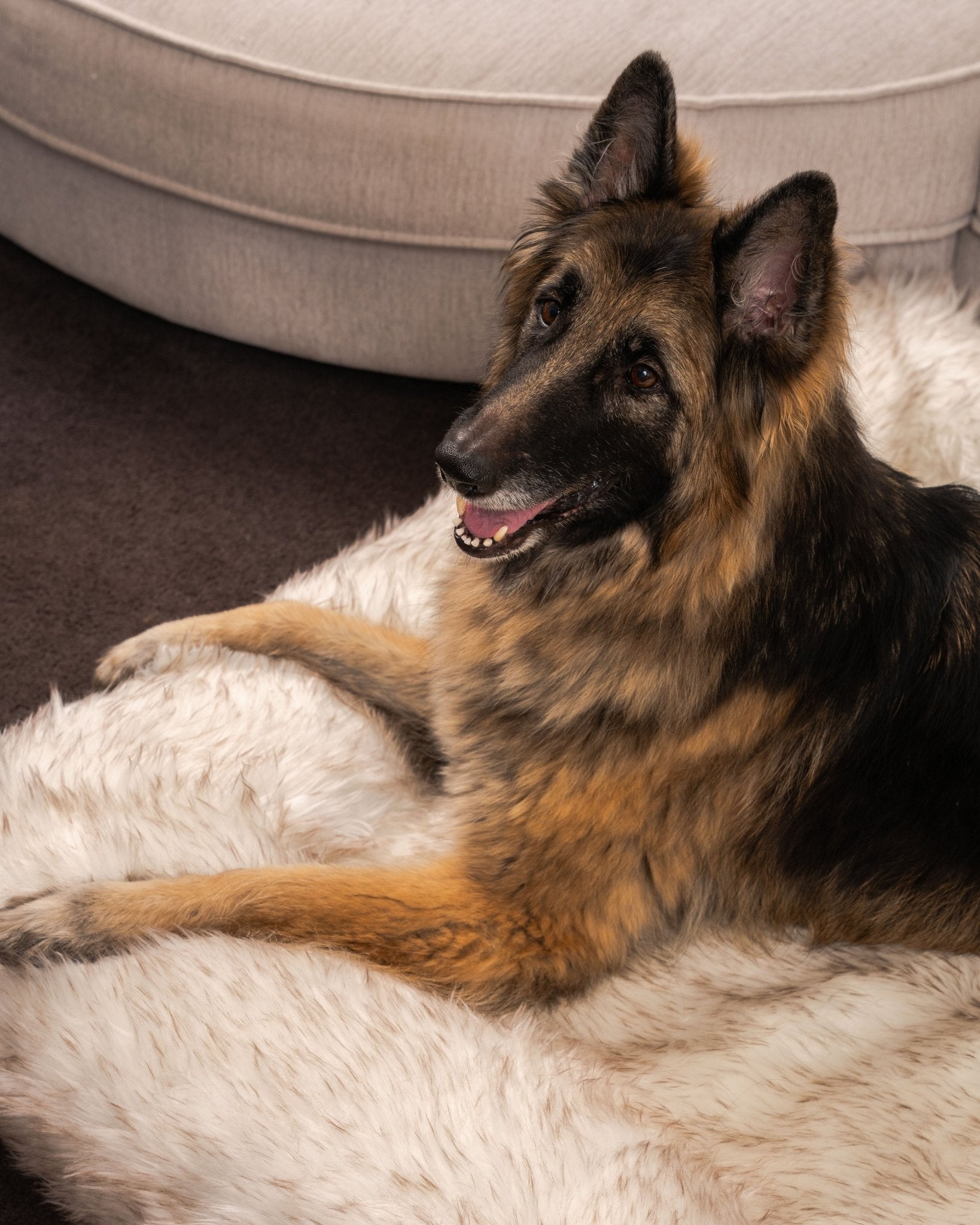 Snuggles Memory Foam Dog Bed - Snuggles Beds