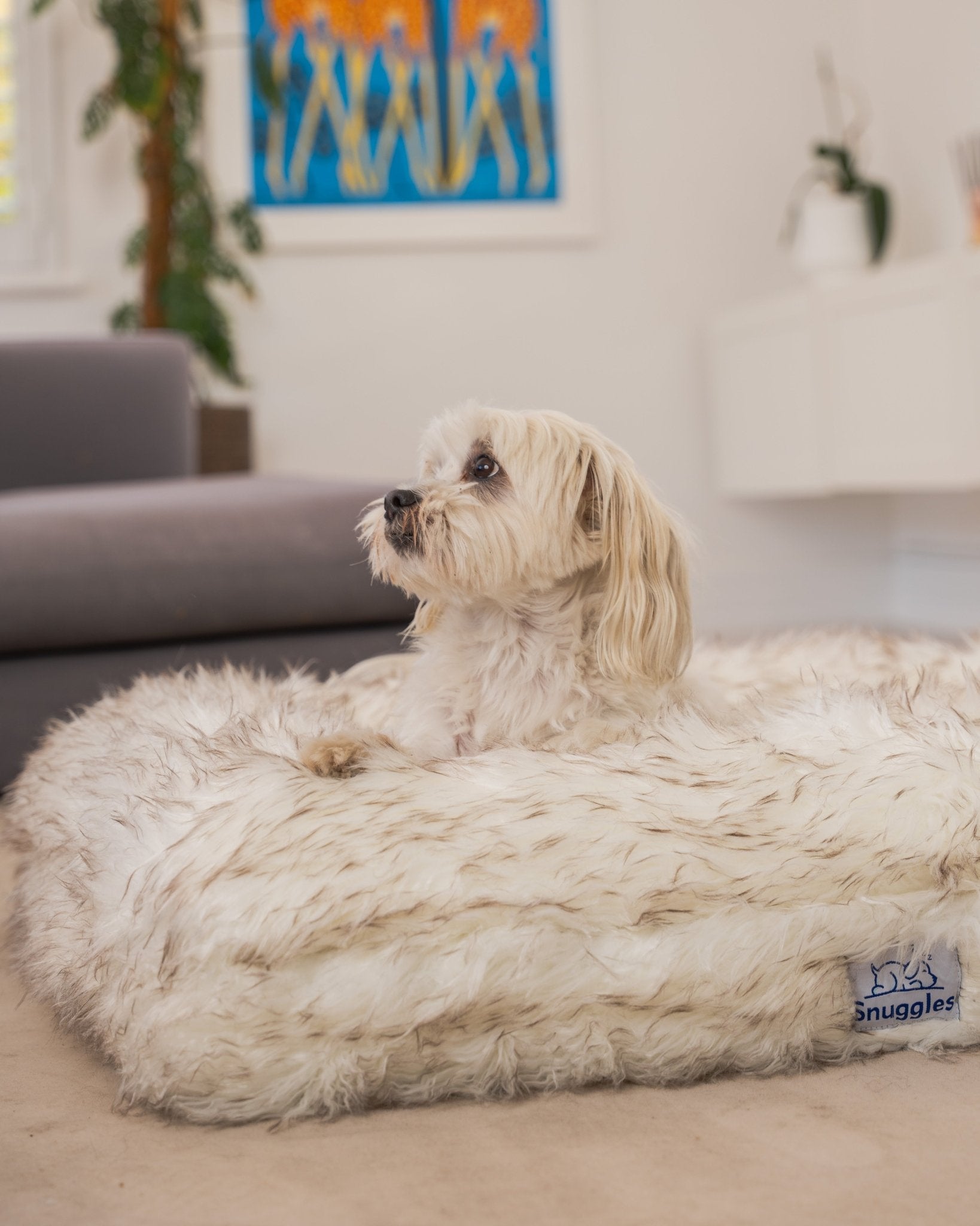 Snuggles Memory Foam Dog Bed - Snuggles Beds