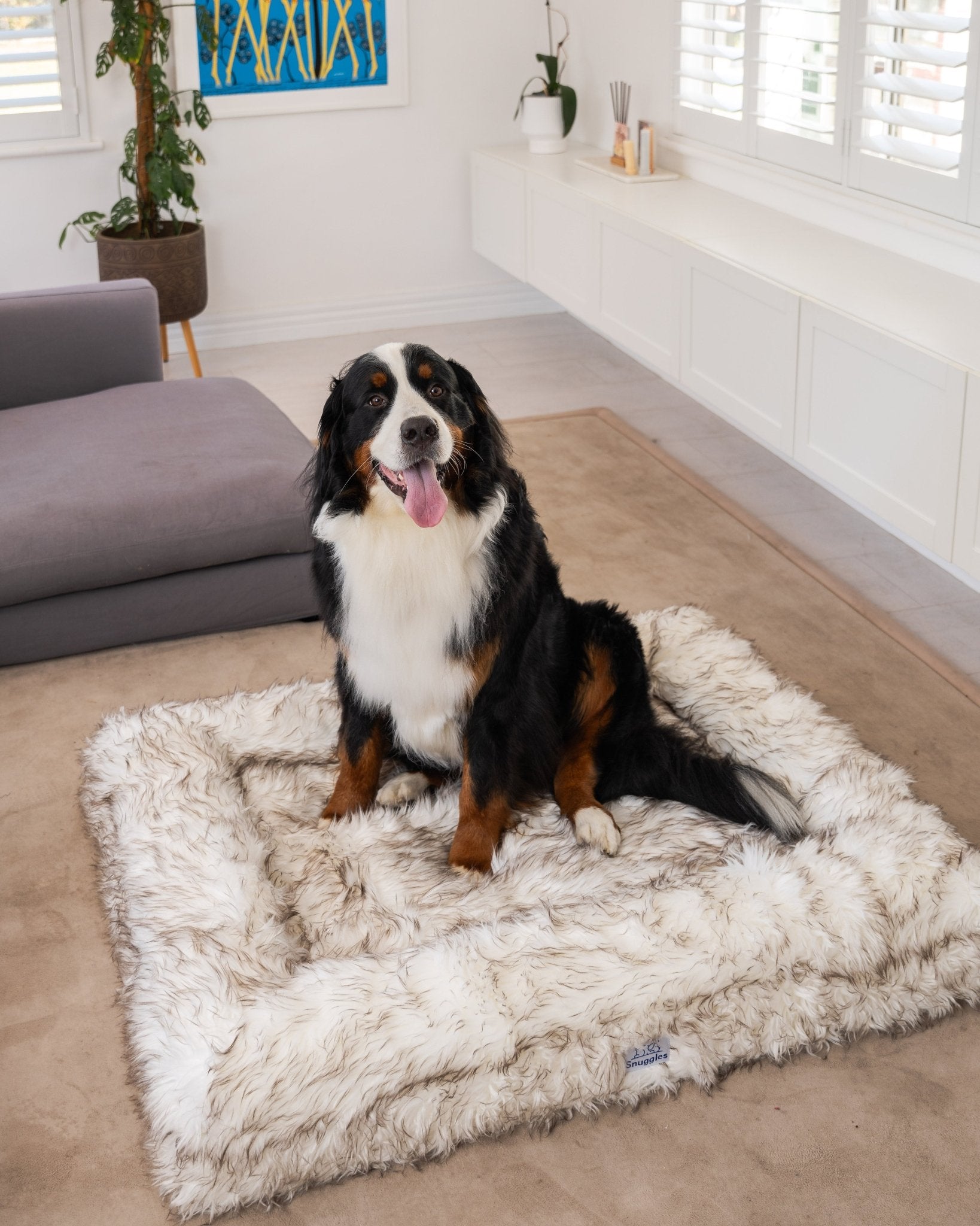 Snuggles Memory Foam Dog Bed - Snuggles Beds
