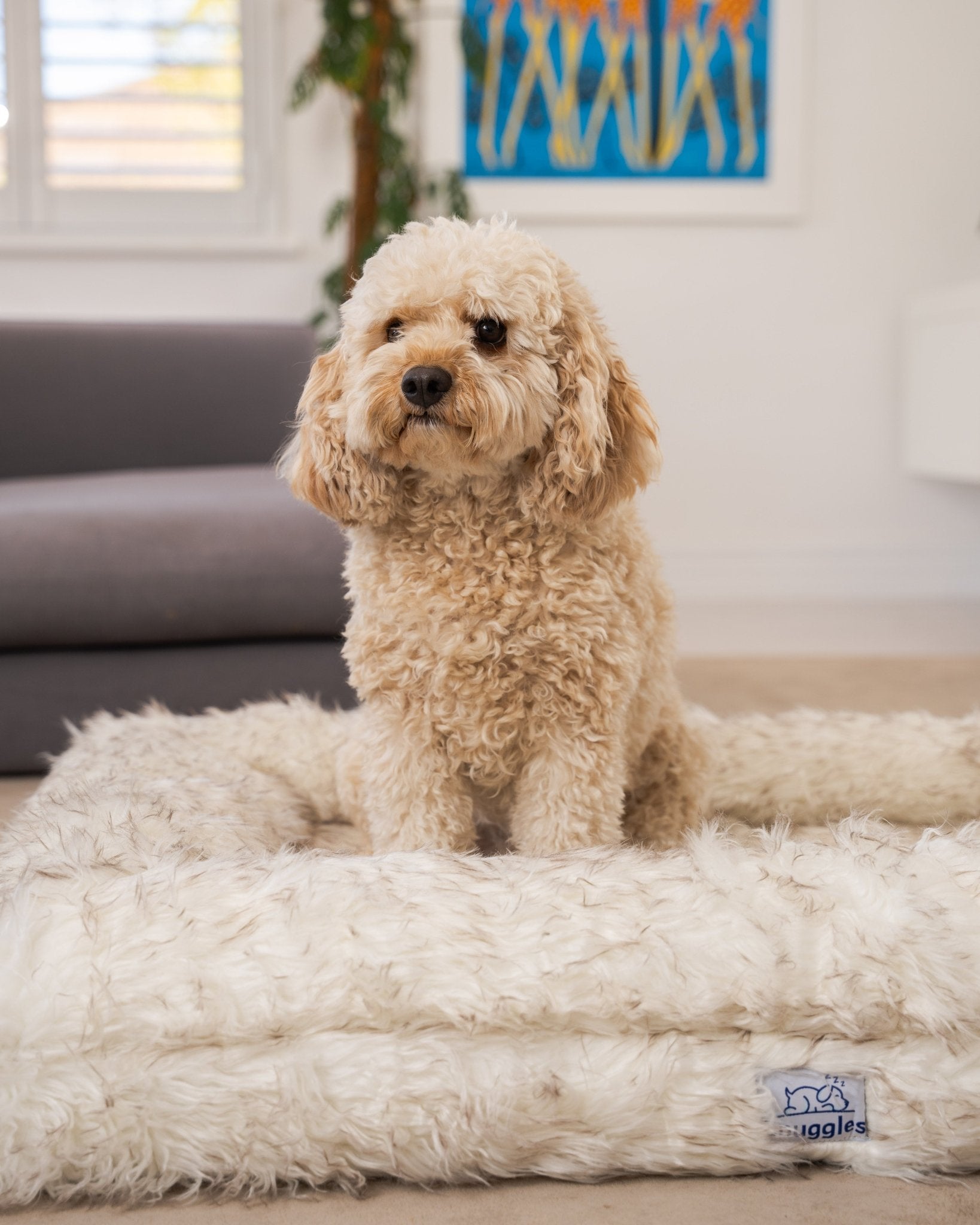Snuggles Memory Foam Dog Bed - Snuggles Beds