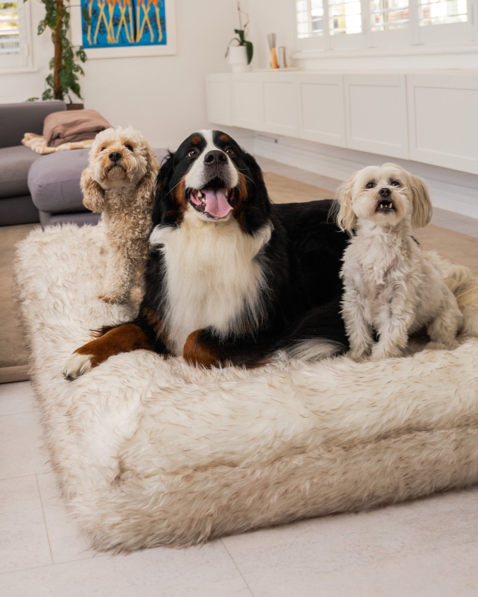 Snuggles Memory Foam Dog Bed - Snuggles Beds