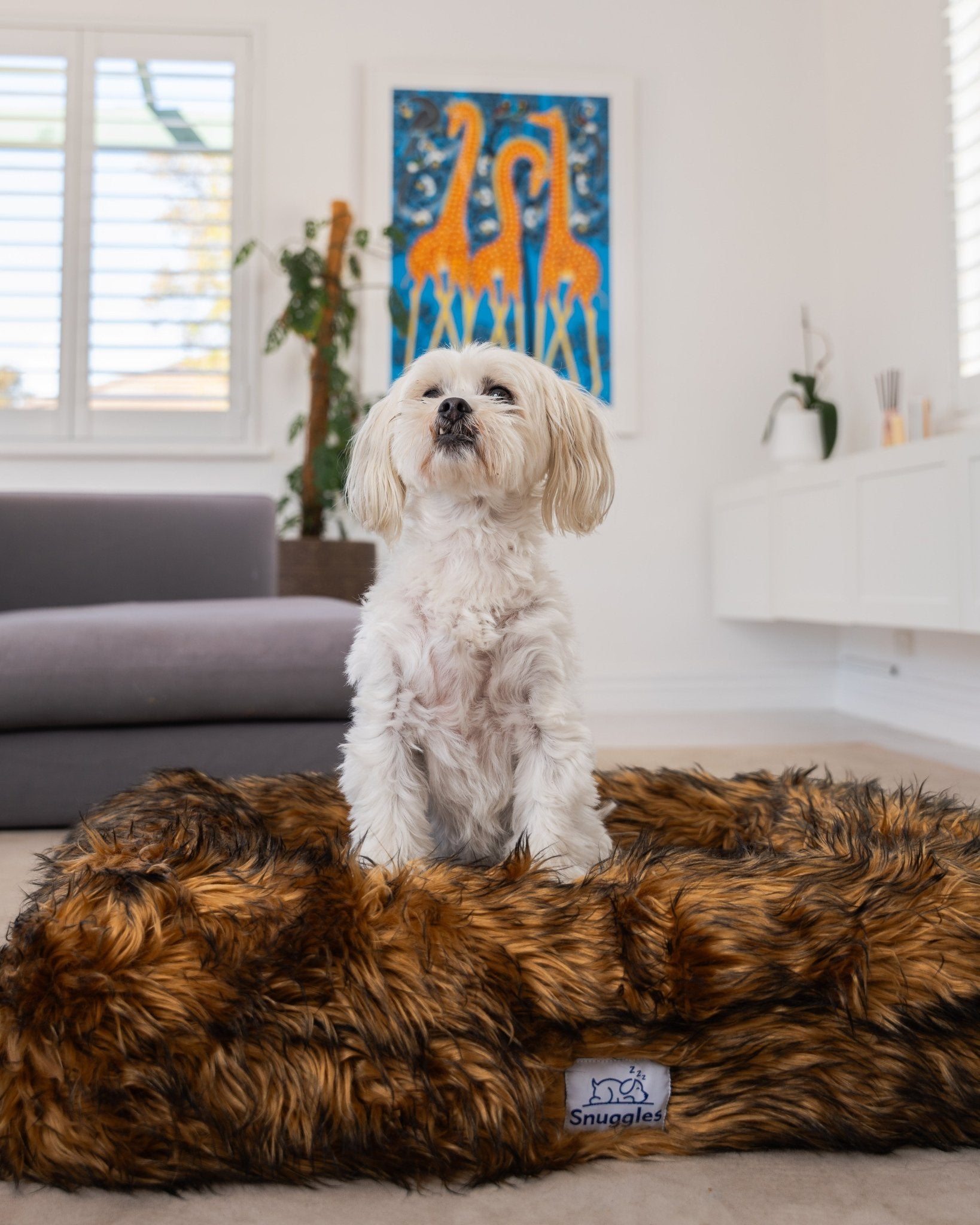 Snuggles Memory Foam Dog Bed - Snuggles Beds