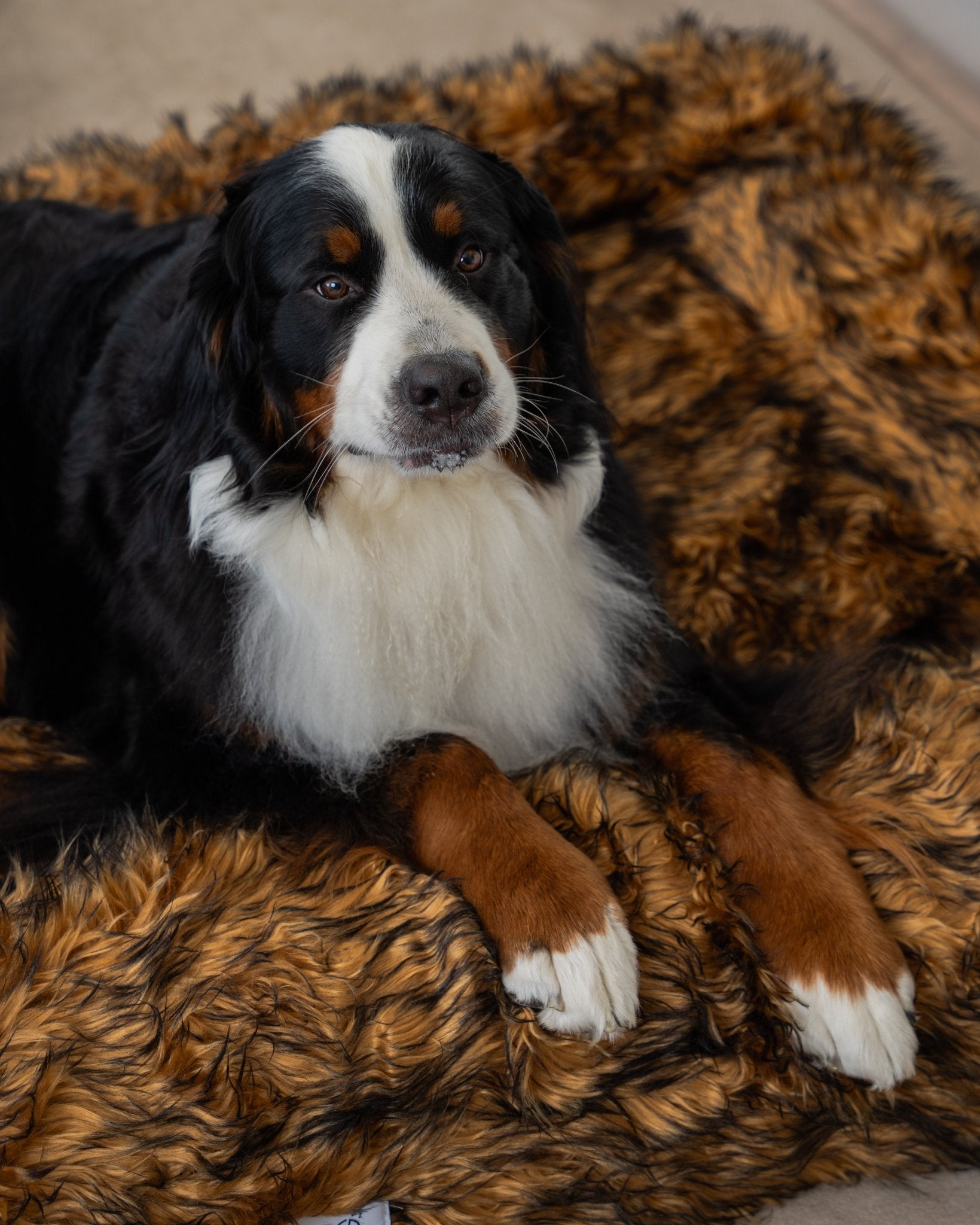 Snuggles Memory Foam Dog Bed - Snuggles Beds
